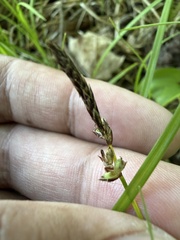 Carex pensylvanica, photograph (c) Brandon Corder, some rights reserved (CC BY)