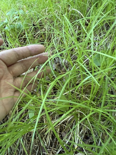 Carex pensylvanica, photograph 3