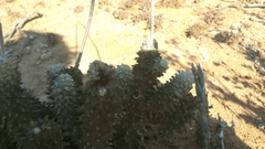 Tylecodon wallichii ecklonianus