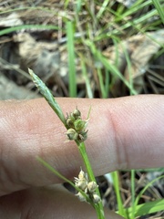 Carex communis, photograph (c) Brandon Corder, some rights reserved (CC BY)