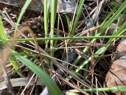 Carex communis, photograph 4