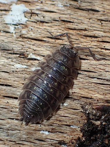 Common Shiny Woodlouse