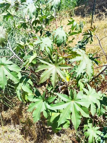 castor bean