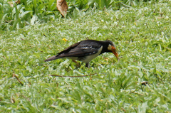 Gracupica floweri