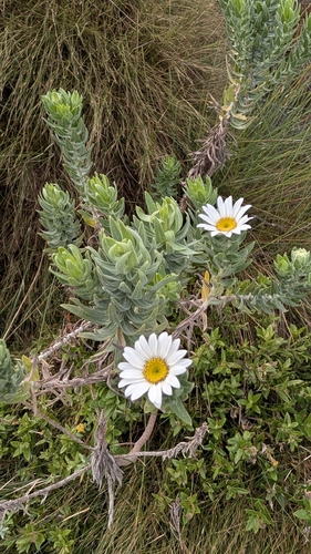 Swamp Daisy