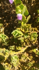 Monechma mollissimum