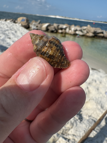 Thais haemastoma floridana, 2026-06-27