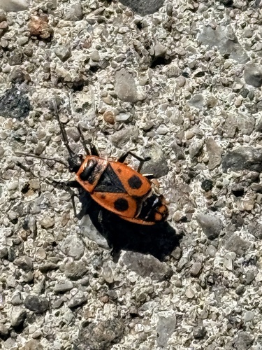 European Firebug
