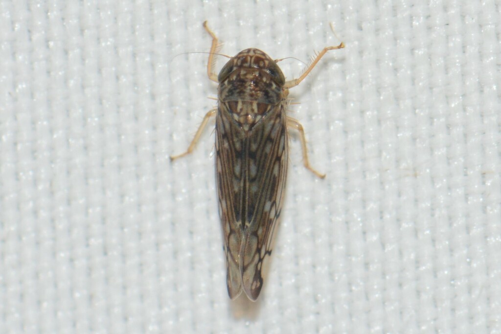 Mavromoustaca