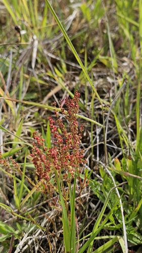 Sheep's sorrel