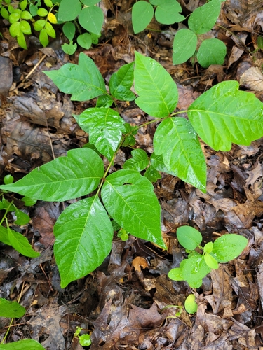 eastern poison ivy