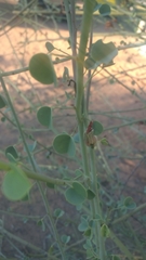 Adenolobus garipensis