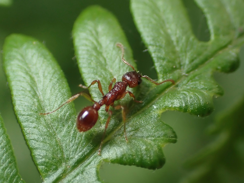 Woodland Red Ant