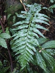 Asplenium wrightii