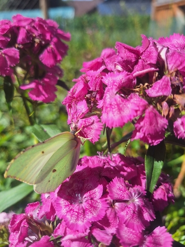 Common Brimstone