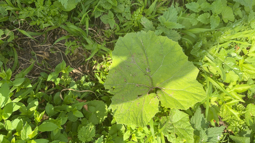 Common Butterbur