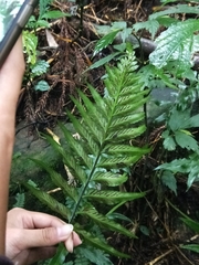 Asplenium wrightii