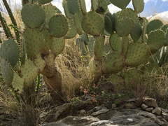 Opuntia chlorotica