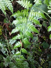 Diplazium kawakamii