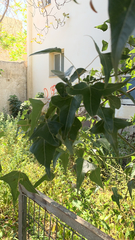 Brachychiton populneus