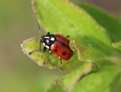 Cryptocephalus cordiger