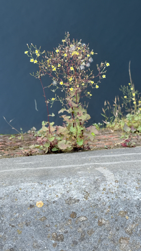 Wall Lettuce