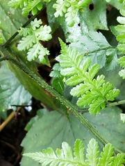 Diplazium kawakamii