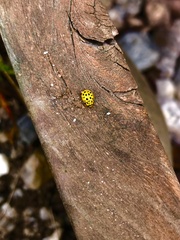 Psyllobora vigintiduopunctata