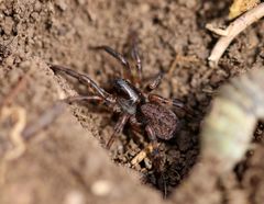 Arctosa figurata