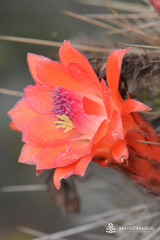 Borzicactus sepium