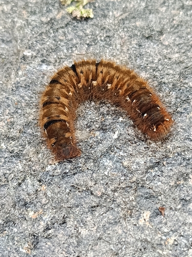 Oak Eggar