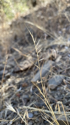 Festuca microstachys observed 2026-06-26