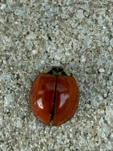 Asian Lady Beetle