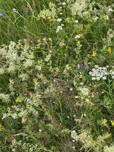 Small Tortoiseshell
