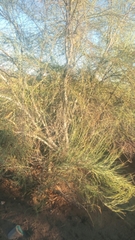 Adenolobus garipensis