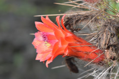 Borzicactus sepium