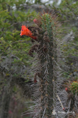 Borzicactus sepium