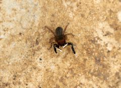 Euophrys frontalis