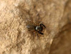Euophrys frontalis