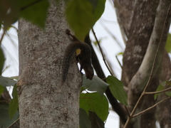 Heliosciurus rufobrachium