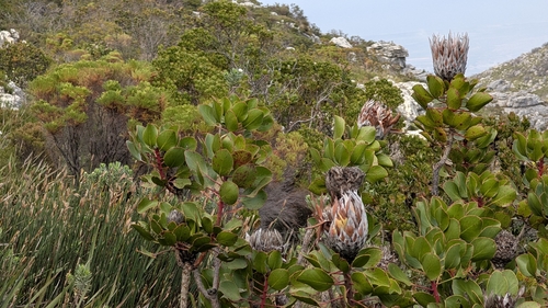 King Protea