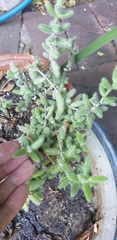 Delosperma echinatum
