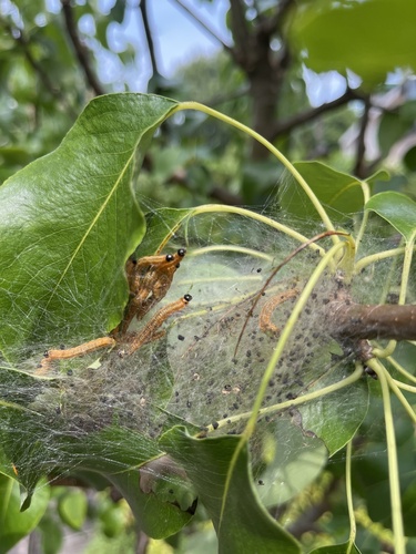 Social Pear Sawfly