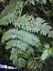 Dryopteris paleolata