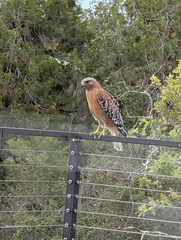 Red-shouldered Hawk