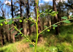 Phyllanthus similis