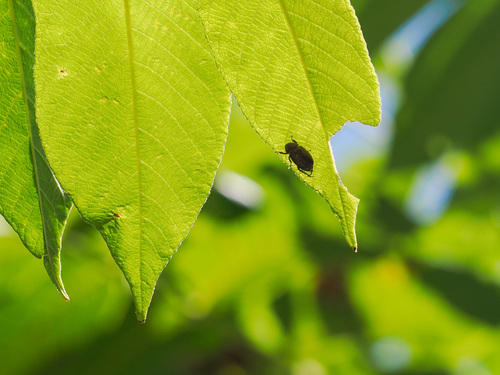 Chestnut Brown Chafer