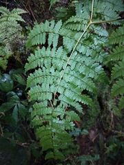 Dryopteris paleolata