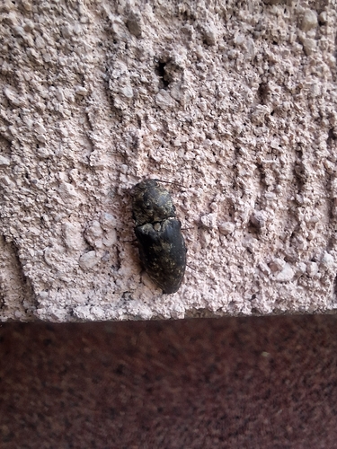 Mottled dingy-brown click beetle