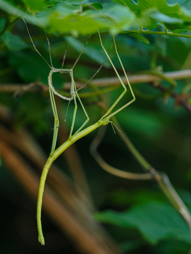 Mikado Walking Stick